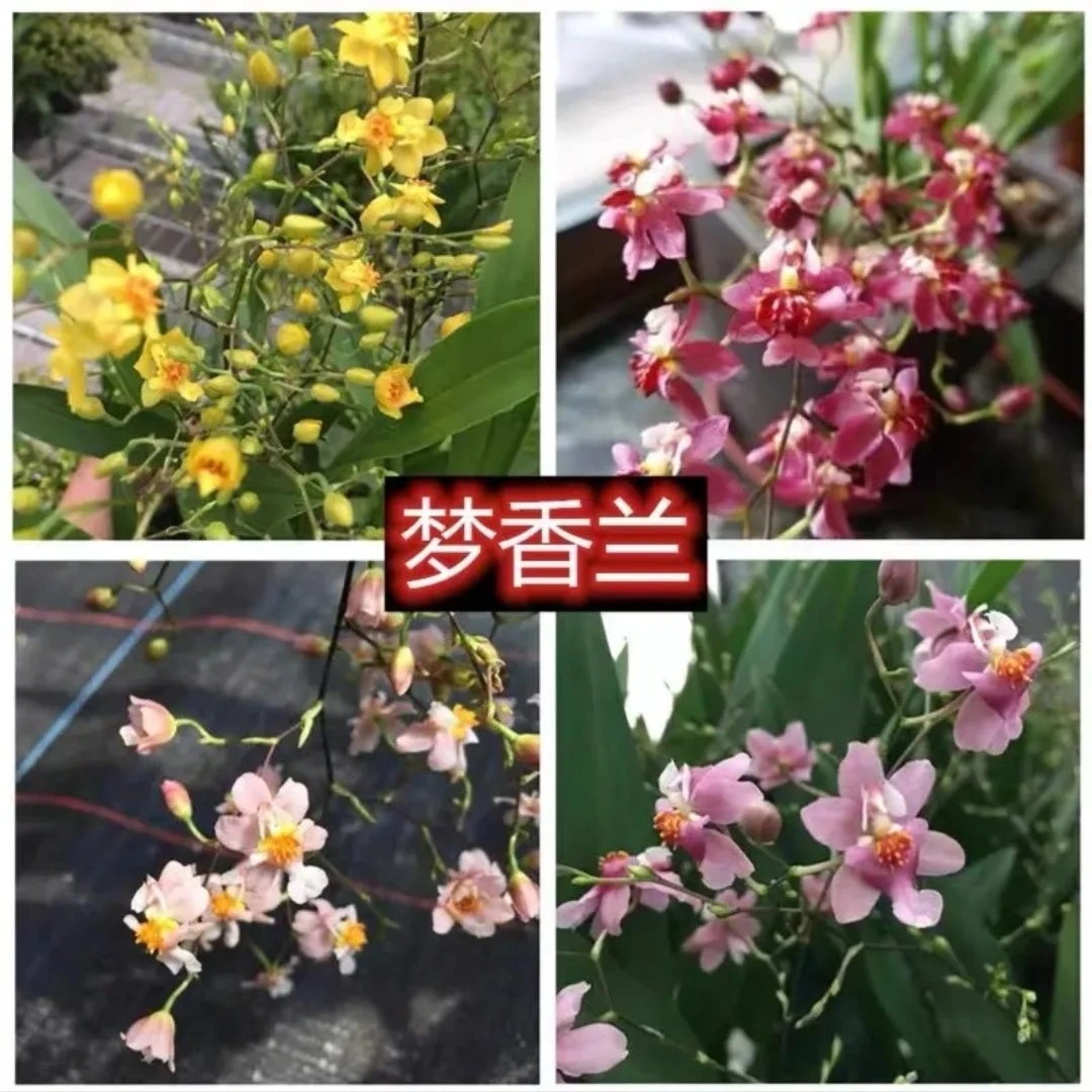香水文心兰【梦香兰】有香味因人而异【原盆原土带花苞发货】