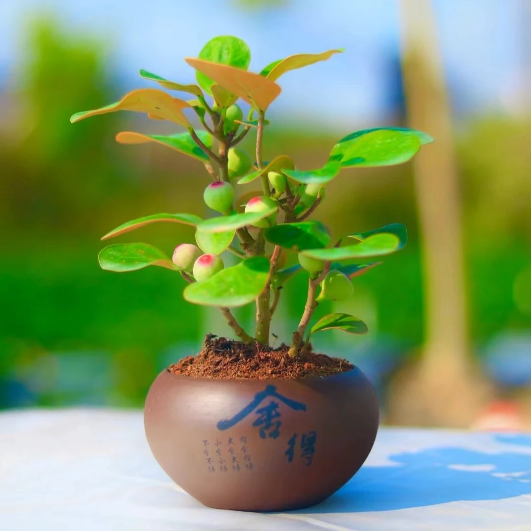 小盼菩提 绿植盆栽带果室内养殖