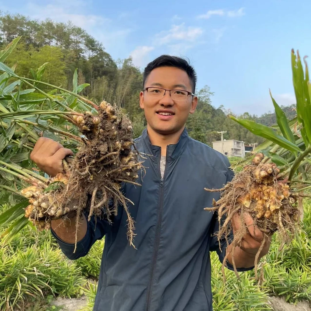 [稻悠悠] 自家种植 小黄姜