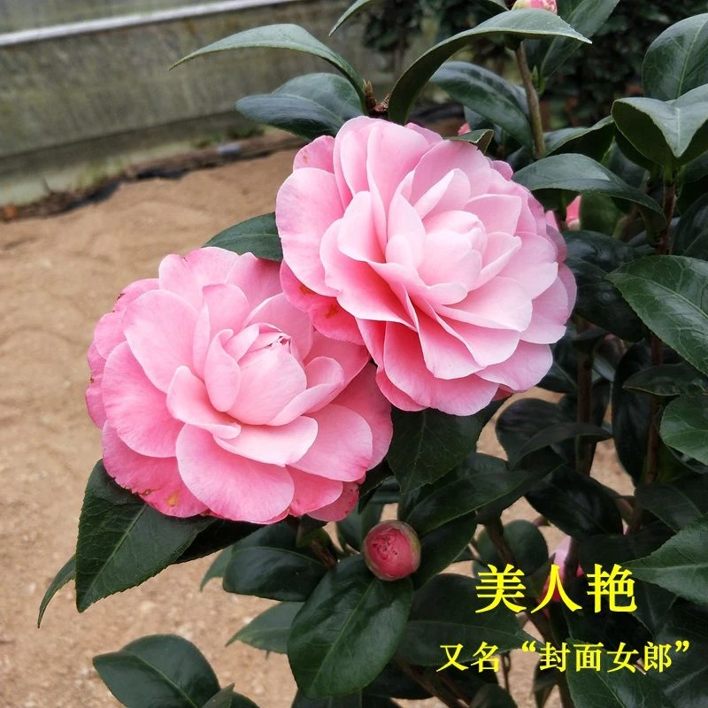 【滨语】【美人艳】山茶花盆栽封面女郎花苗名贵花卉阳台客厅庭院植物
