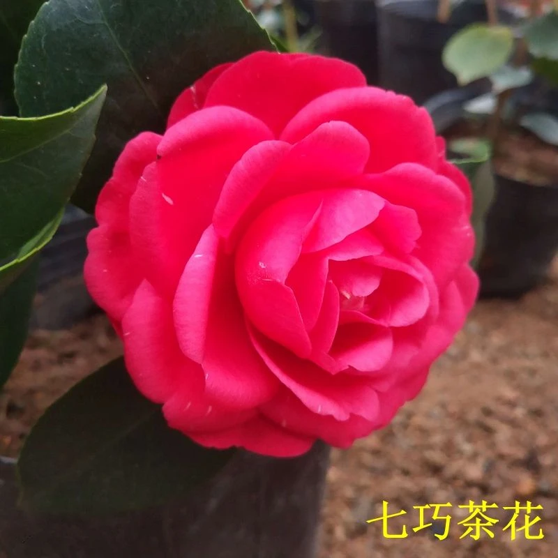 【滨语】【七巧】大朱砂山茶花盆栽树苗四季绿植花卉阳台客厅庭院带花