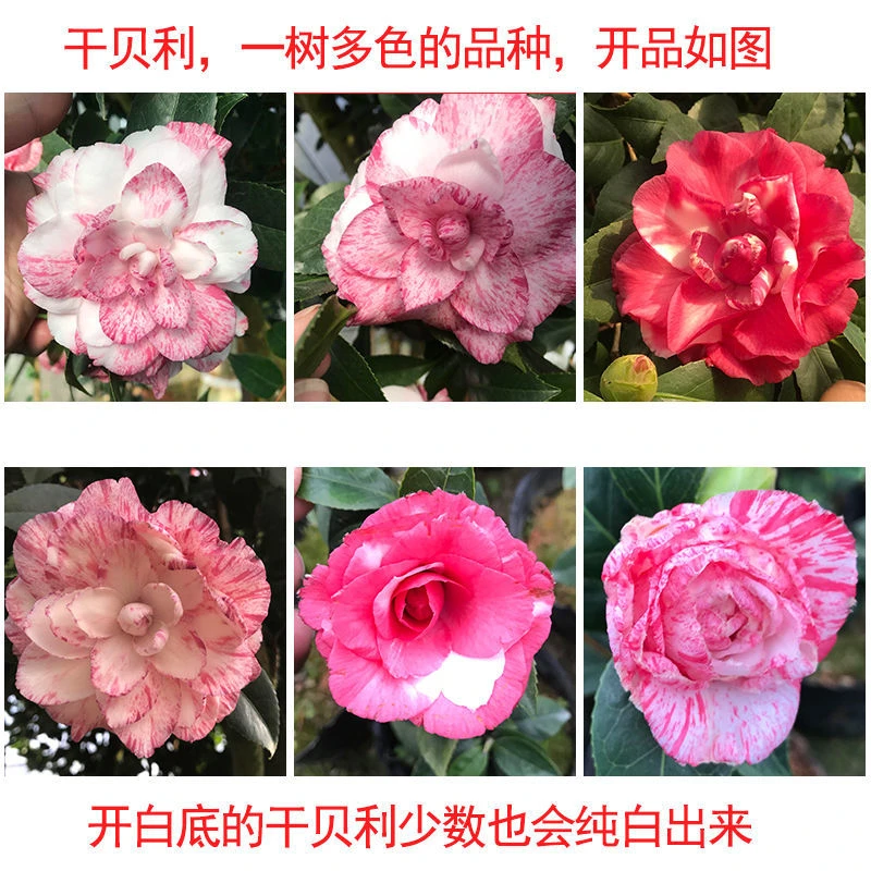 ［滨语］［干贝利］茶花又名红尘飞舞龙岩永福正品一树多色系庭院阳台
