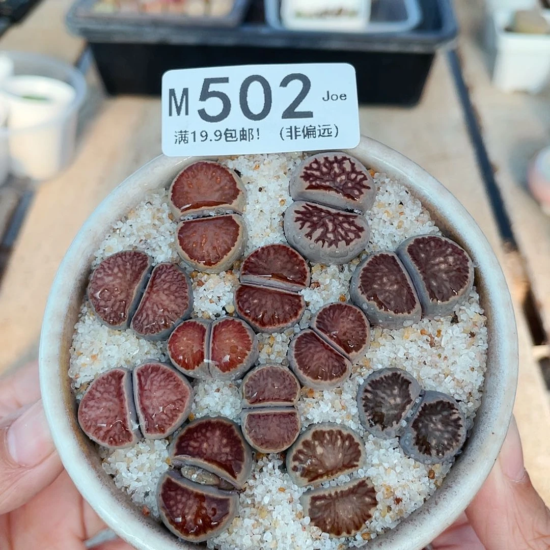 502大舅生石花肉锥