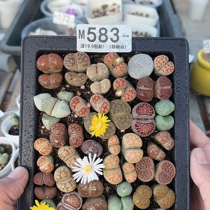 583大舅生石花肉锥