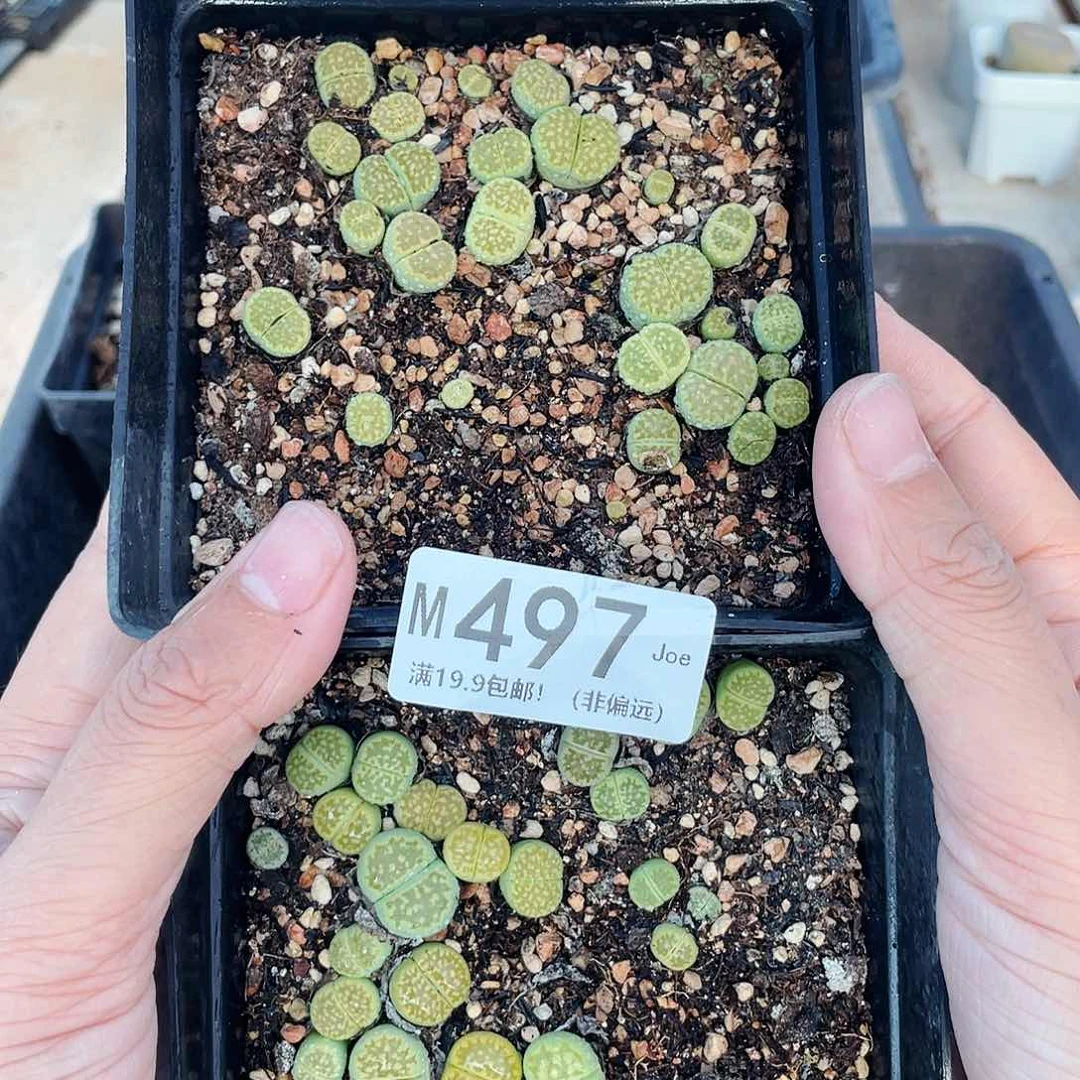 497大舅生石花肉锥