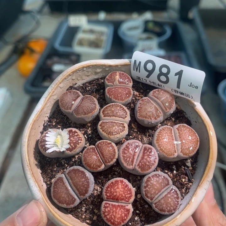 981大舅生石花肉锥