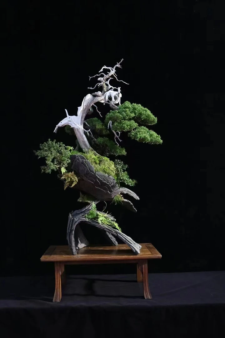 造型罗汉松一物一拍