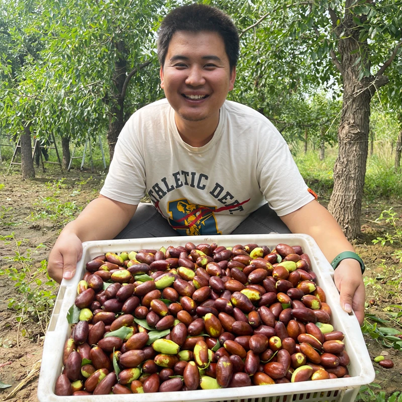 【顺丰包邮】宁夏灵武长枣新鲜当季水果现摘现发好吃脆甜鲜枣子红枣