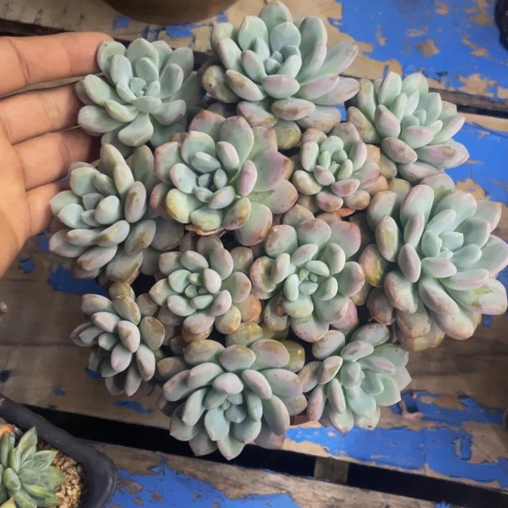 一物一拍一物一拍