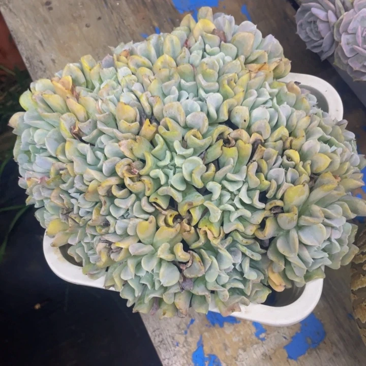 一物一拍一物一拍