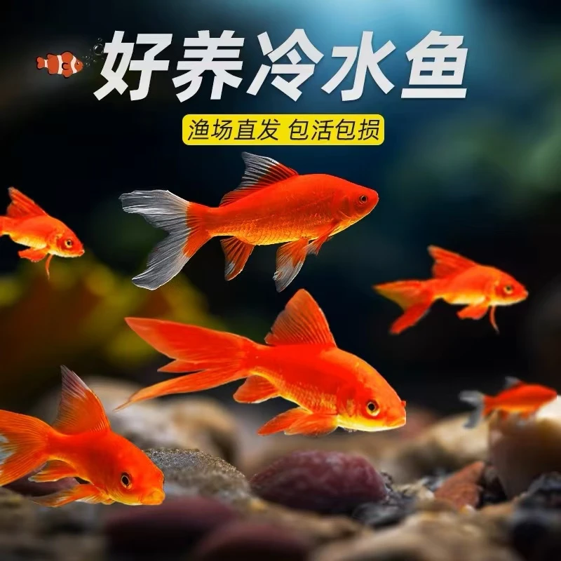 【冷链包邮】15大条5-7厘米多彩混色火焰红草金鱼冷水鱼耐活水族