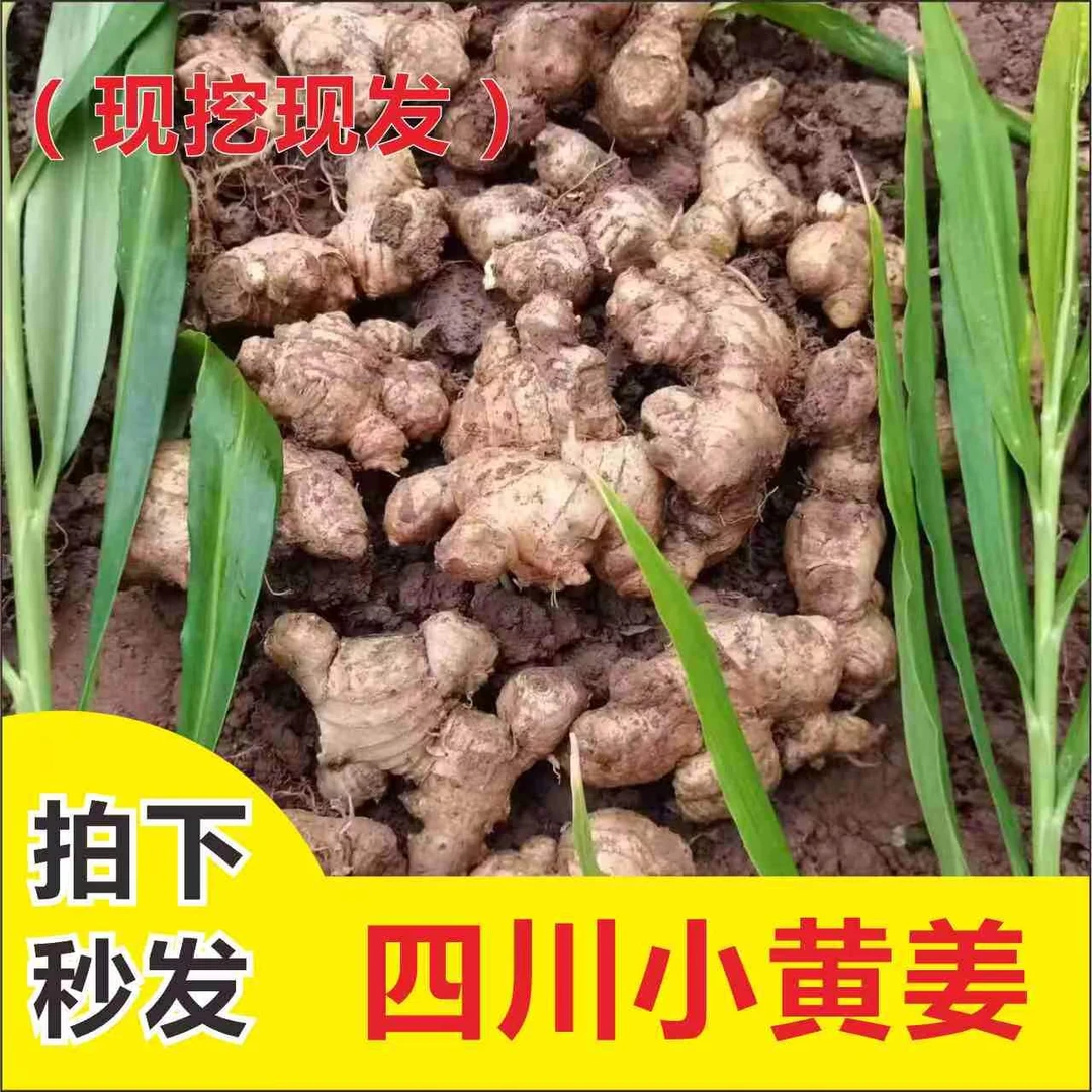 四川现挖调料用品老姜（1斤/3斤/5斤）