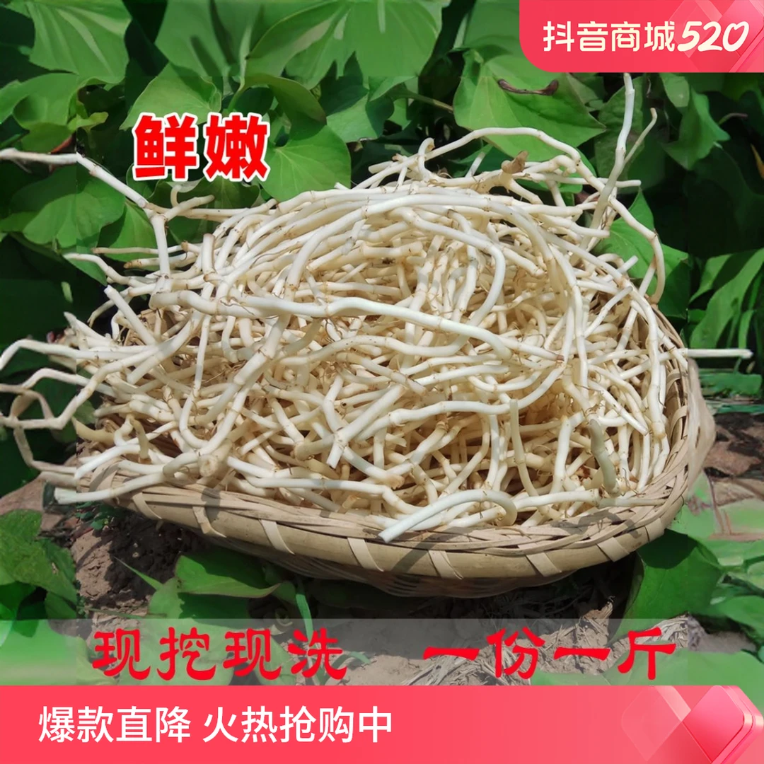 四川折耳根，黏土种植，口感脆嫩，新鲜采摘，带泥发货
