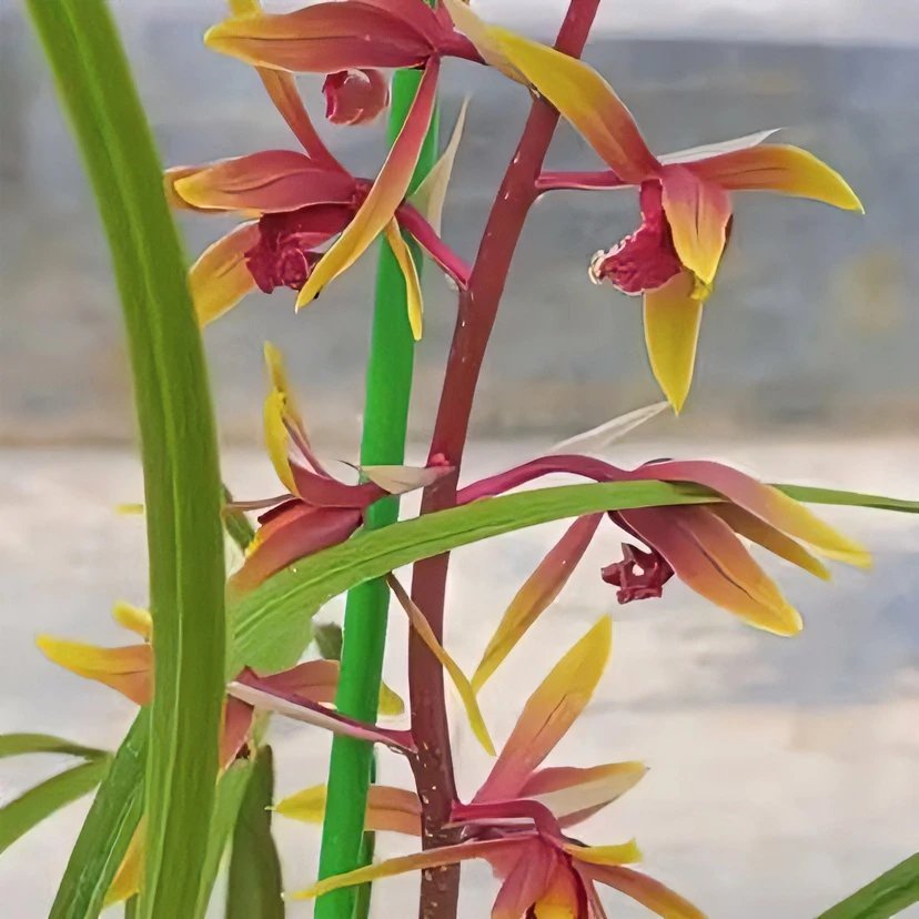 优质蕙兰盆景艺草