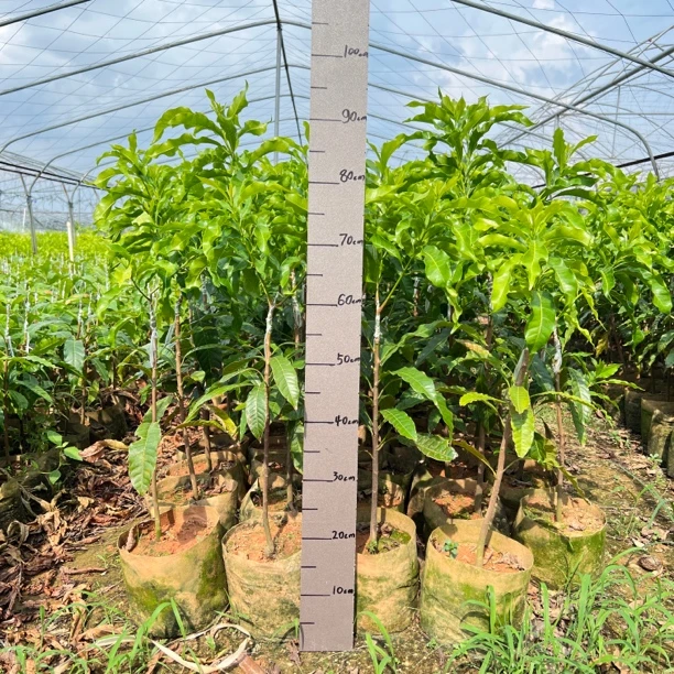 一树一拍钻石黄晶果黄宝石品种