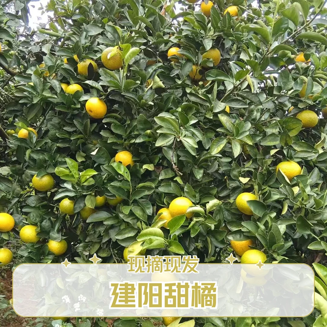 靓品冬天，福建南平建阳高山甜桔柚新鲜采摘柚子黄金当季水果整箱