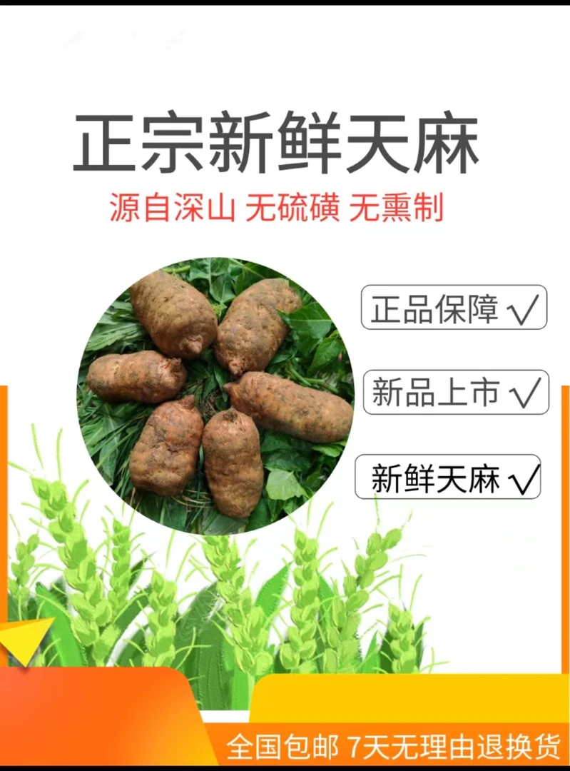 云南昭通小草坝天麻