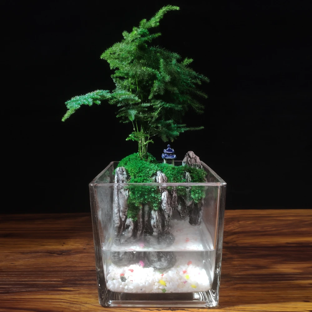 新款-云亭-12方鱼缸文竹造景绿植微景观桌面摆件