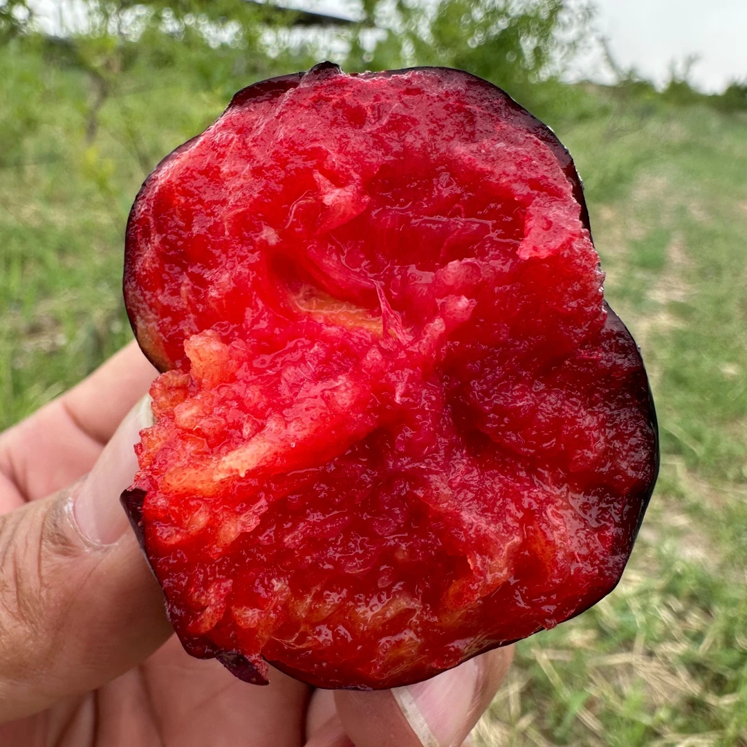 新疆阿克苏杏李风味玫瑰净重3斤酸甜爆汁大李子产地直发