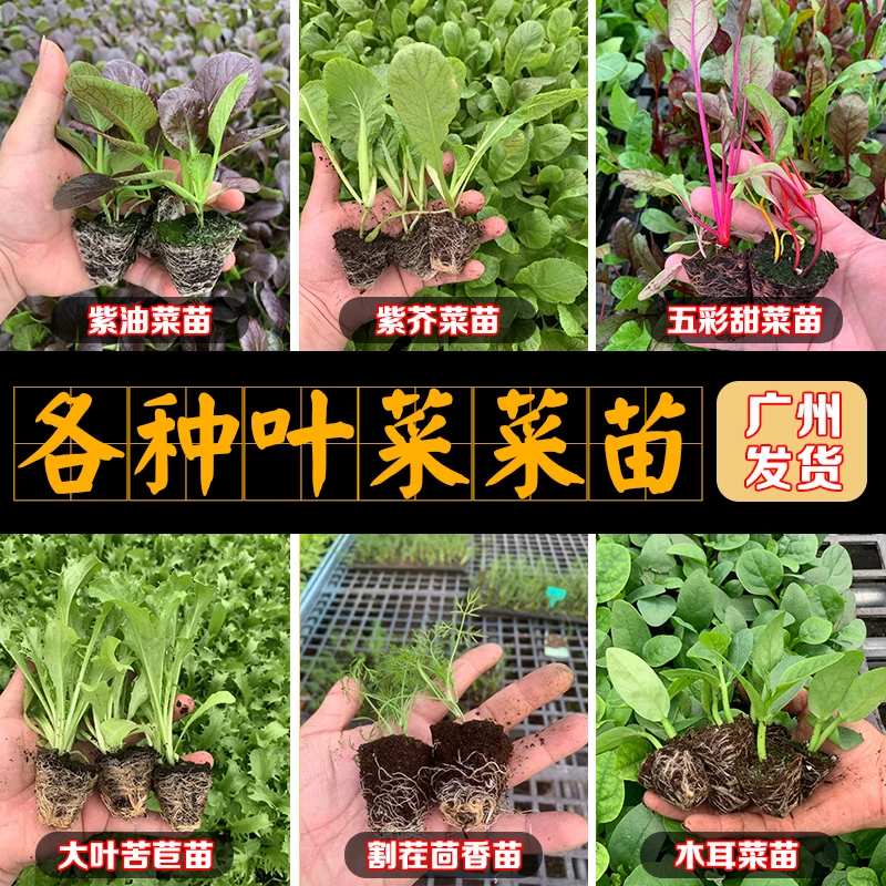 蔬菜苗品种多样组合菜苗 辣椒苗茄子苗甘蓝苗上海青苗品种多样