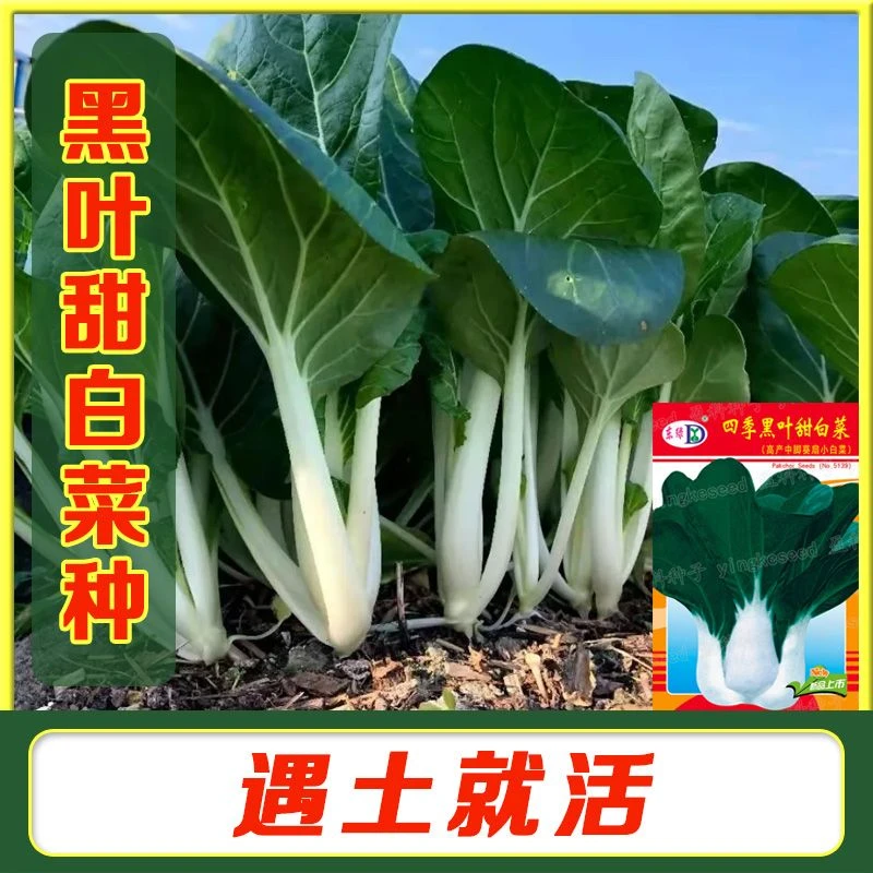 黑叶白菜种子 四季黑叶甜白菜小白菜春秋大田庭院盆栽蔬菜种孑籽
