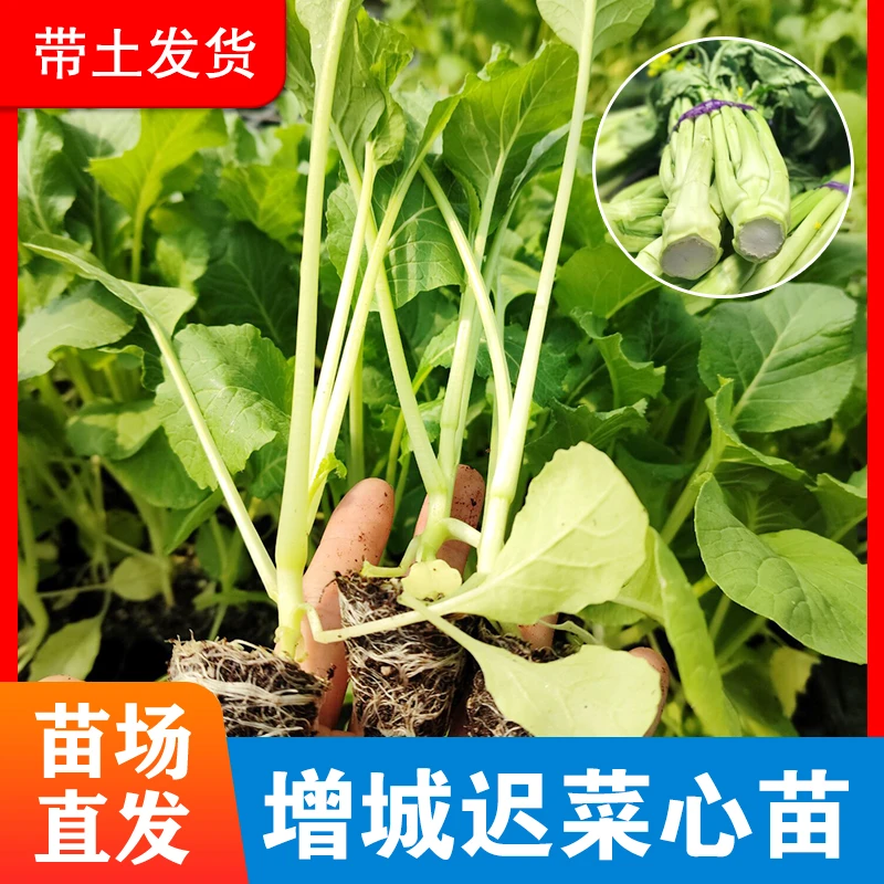 正宗广州增城迟菜心秧苗新鲜拔苗带泥发货阳台盆栽容易种植种苗