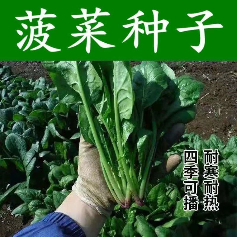 原生态四季菠菜种子四季大叶抗病老种耐寒菠菜籽种子秋冬种子
