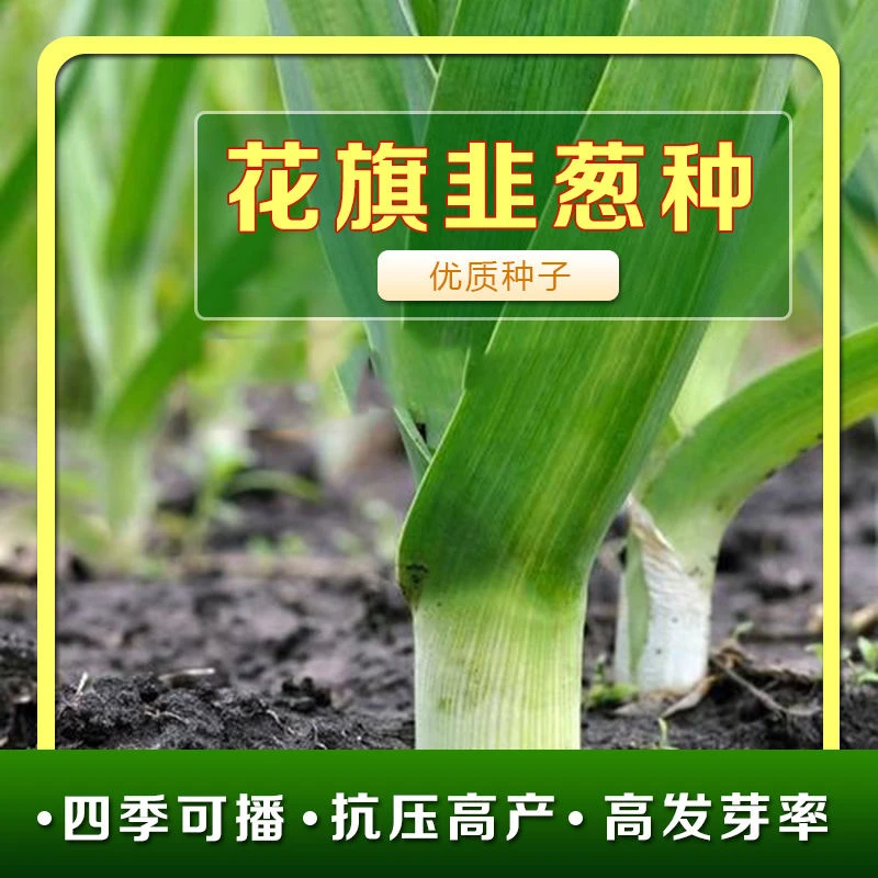 花旗韭葱种籽 青蒜苗扁叶葱西青蒜苗海蒜春秋四季播阳台蔬菜种孑
