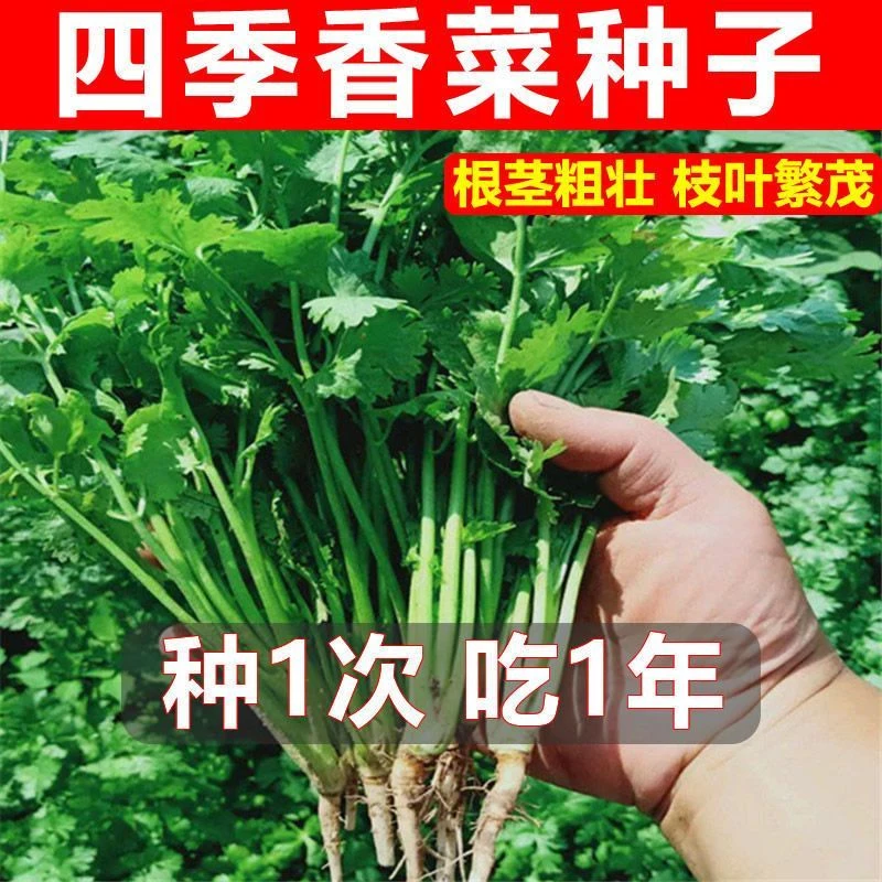 710泰国大叶香菜种子香菜籽春季蔬菜种子大全耐热四季青菜种新疆