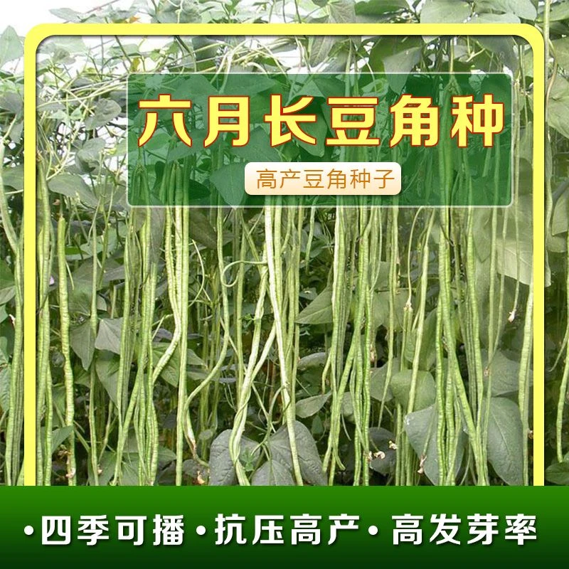 六月长豆角种子长豇豆春夏秋季早熟高产架豆农家田园庭院蔬菜种籽