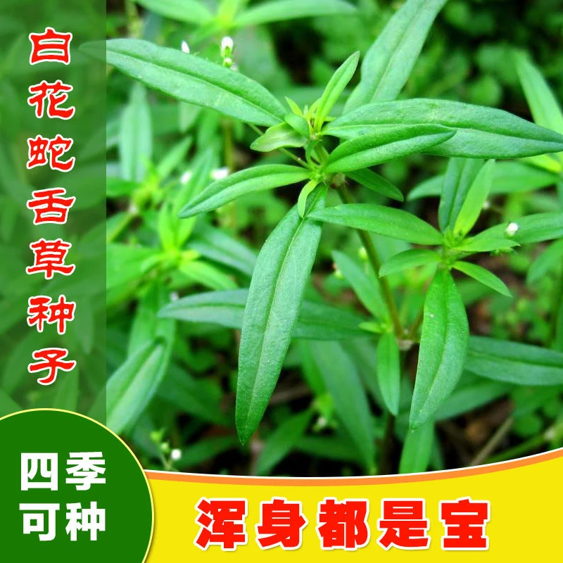 白花蛇舌草种子药材种子蛇脷草种子四季春秋播阳台盆栽十字草种