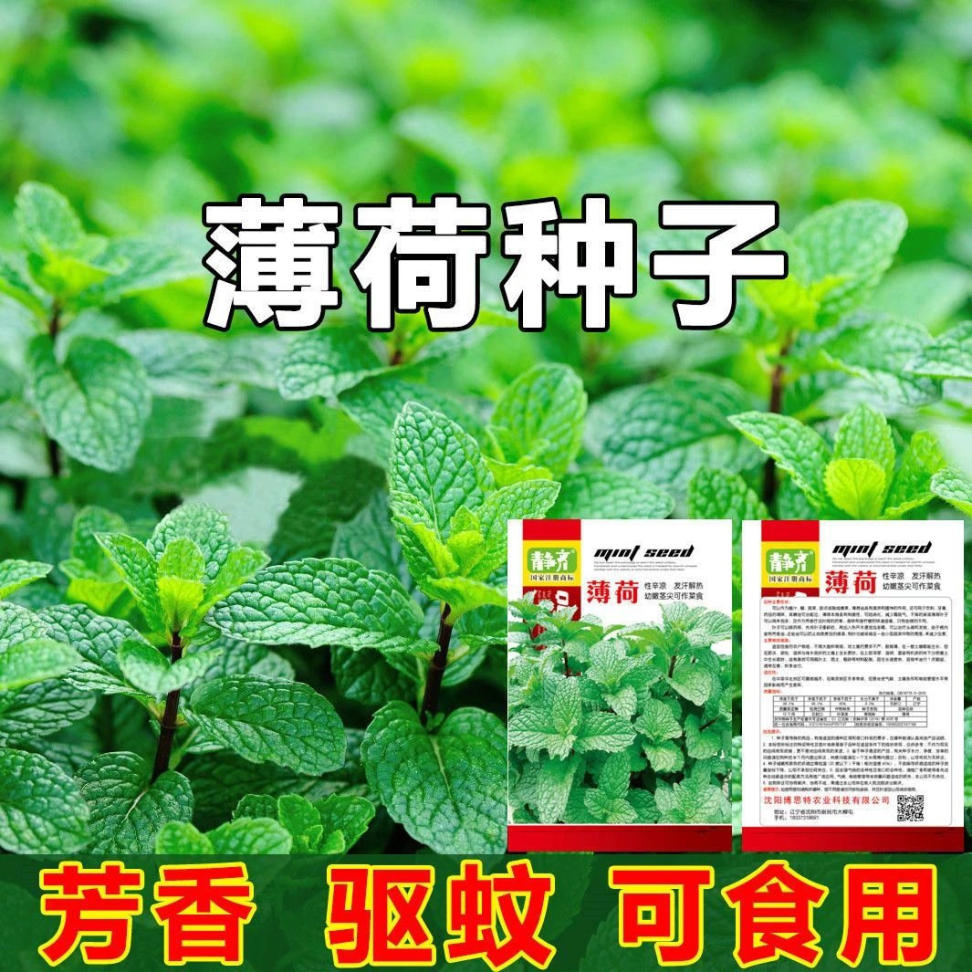 天然薄荷种子味道清香柠檬食用可驱蚊薄荷种子四季种植易活种孑