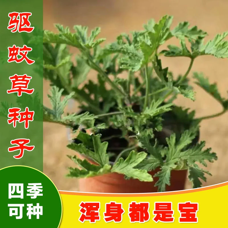 驱蚊草种子盆栽植物室内防蚊子香草薄荷绿植花卉香叶葵盆栽驱蚊草