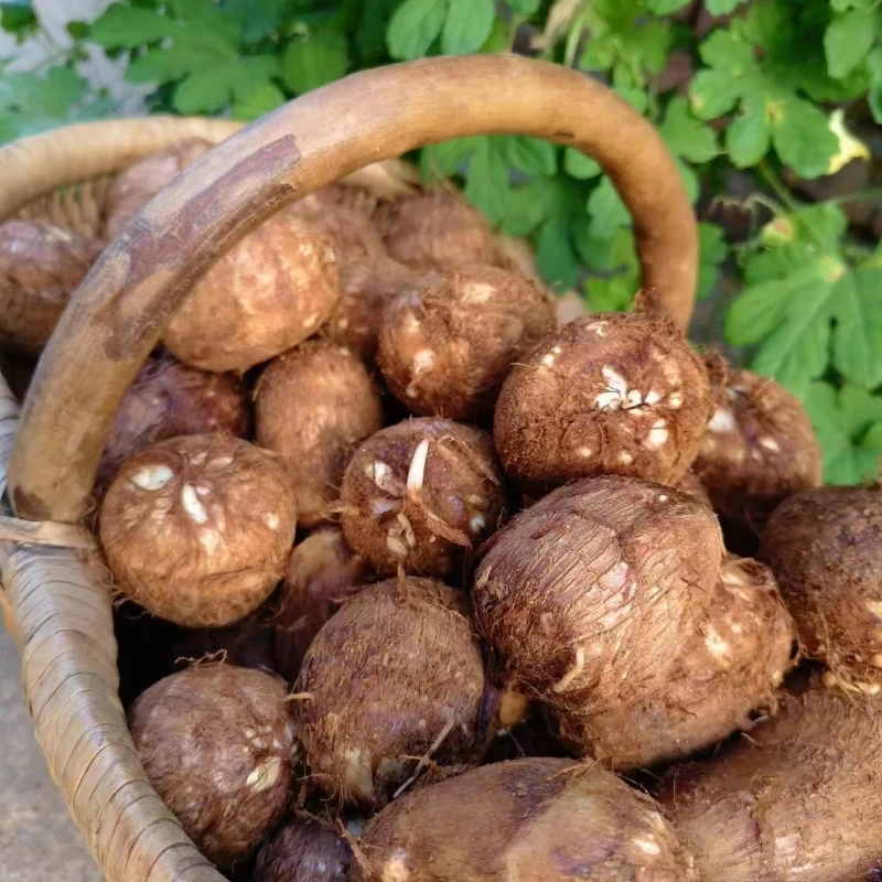 山东2025年农户自种新鲜毛芋头牛奶芋头软糯香甜浓郁净重5斤包邮