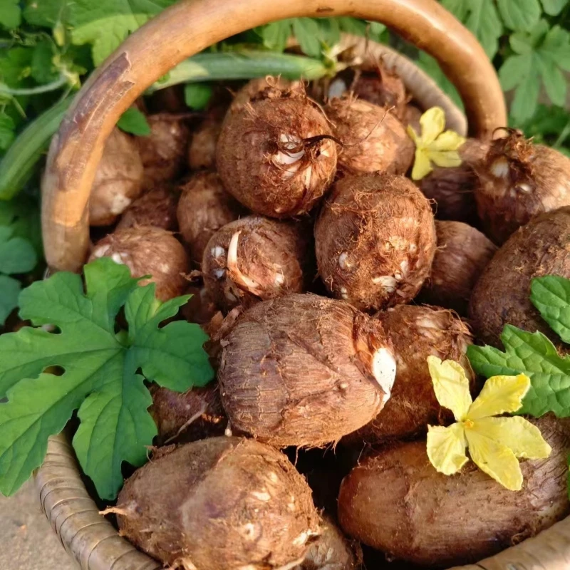 【山东烟台】2025年新芋头农户自种牛奶毛芋头细腻软糯营养净重5斤