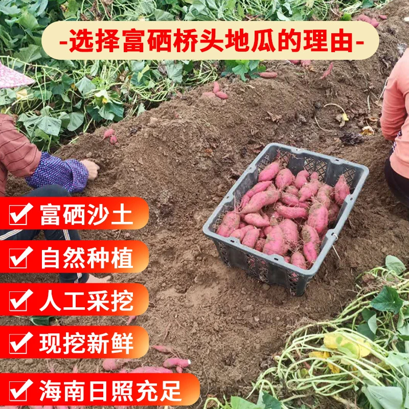 海南桥头地瓜新鲜发货小圆果小长果软糯香甜净重5斤中通包邮
