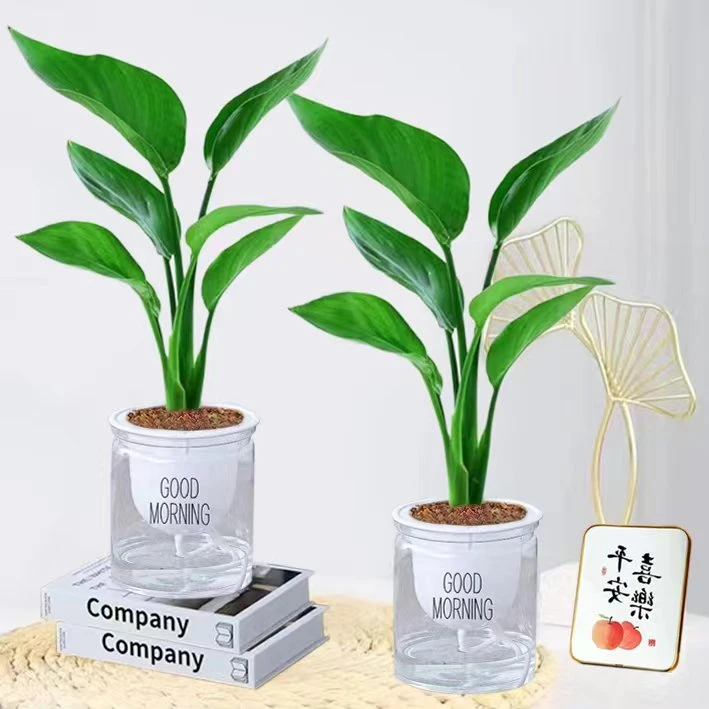【新疆包邮】天堂鸟名贵品种室内四季好养盆栽浓香型优质花卉