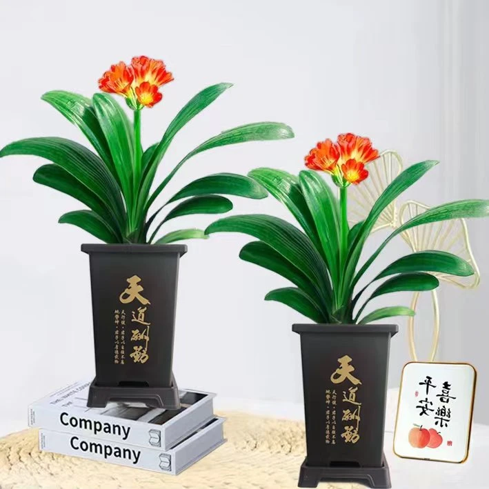 【新疆包邮】君子兰名贵兰花室内办公室净化空气观花植物