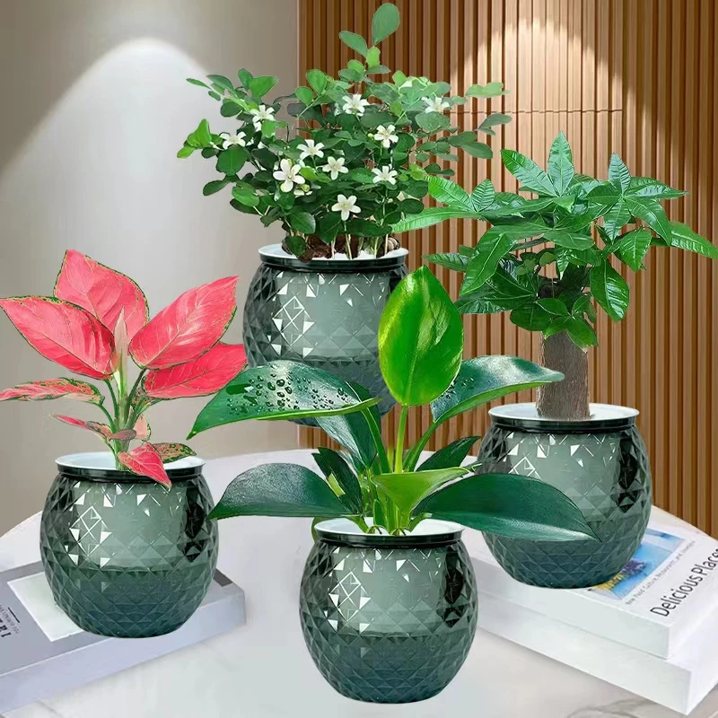 【新疆包邮】聚划算水培绿植四件套懒人好养家居净化空气
