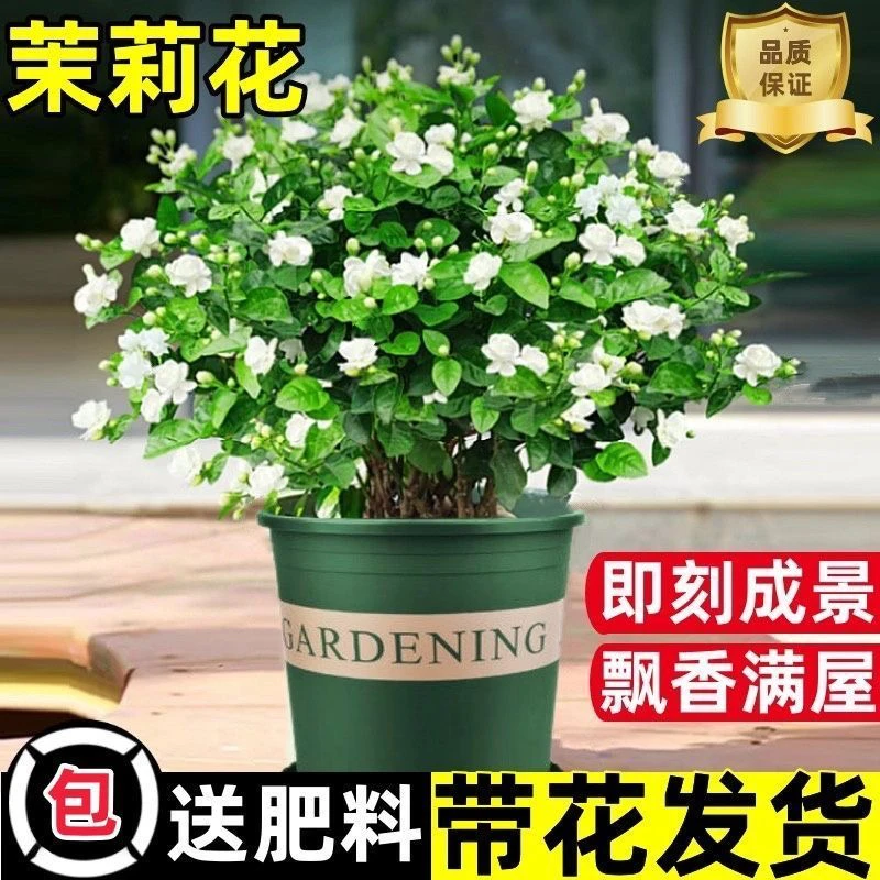 重瓣香水茉莉花带花苞浓香四季开花室内阳台庭院绿植好养活