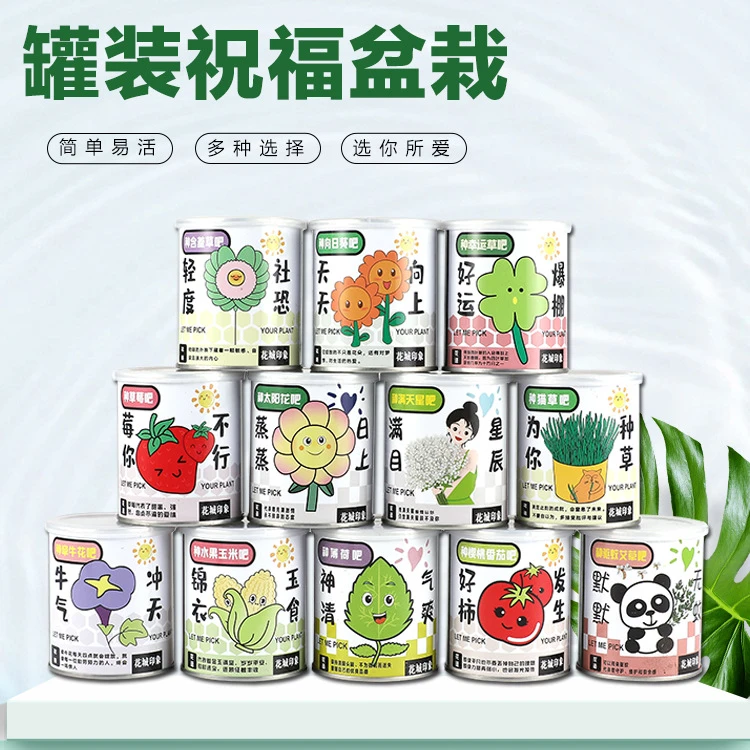 【艺凡】祝福盆栽桌面小绿植儿童种植罐头观景盆栽含羞草草莓