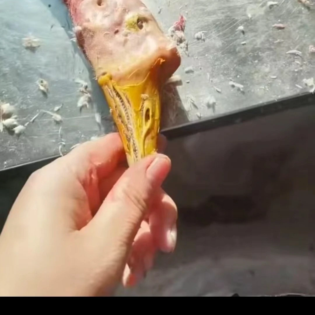 小李家东北农村散养大鹅手工拔毛农家食用美味现杀