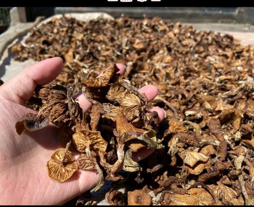 东北野生榛蘑干蘑菇。