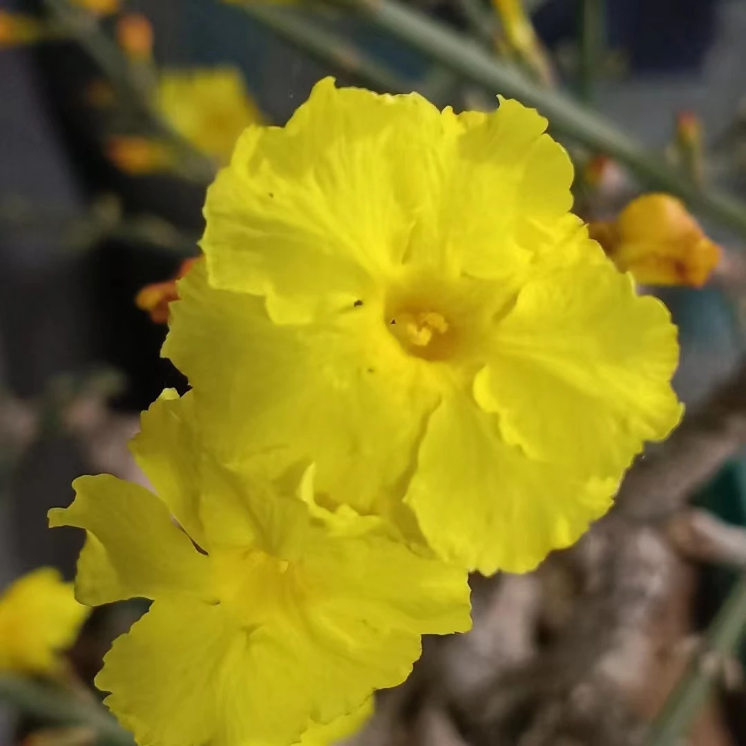 华锦园甘肃小叶迎春花