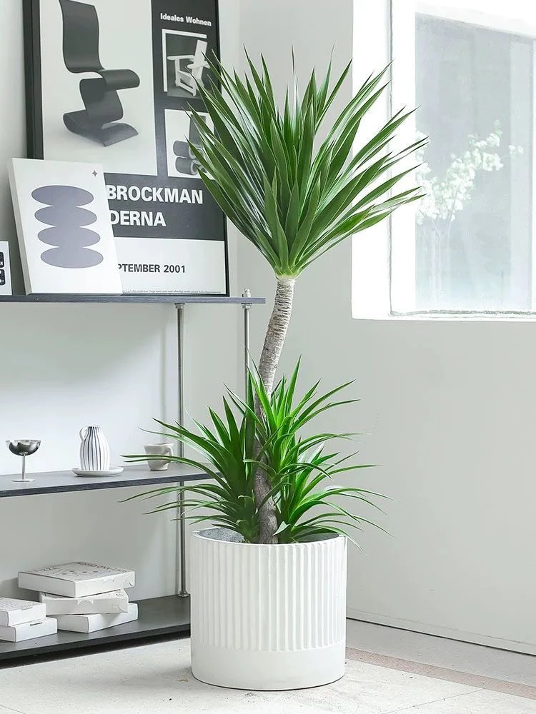 造型龙血树客厅绿植室内大型盆栽龙须树办公室好养落地植物龙铁树