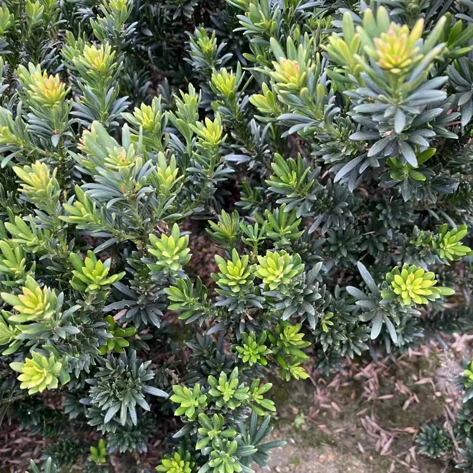 罗汉松树苗《一物一拍，以直播间为准》