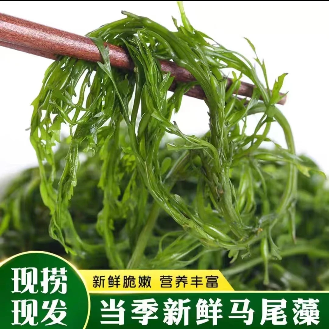 鞭炮笋新鲜海藻盐渍马尾藻海草火炮菜长寿菜海藻马尾藻海草菜美味