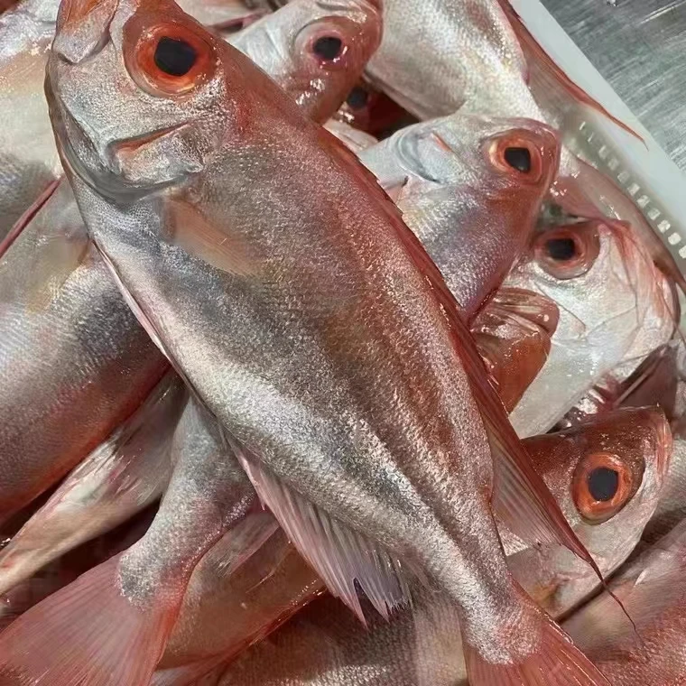 新鲜海鲜 红目鲢大眼鸡5斤装 广东海鲜 包邮