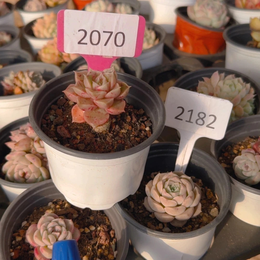 【闪购商品】2070.2182福利