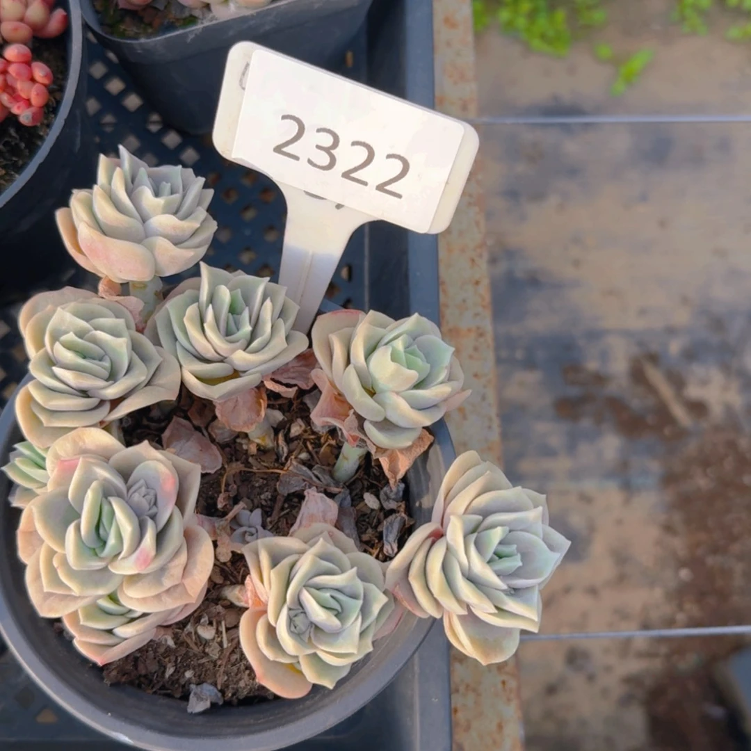 【闪购商品】2322福利